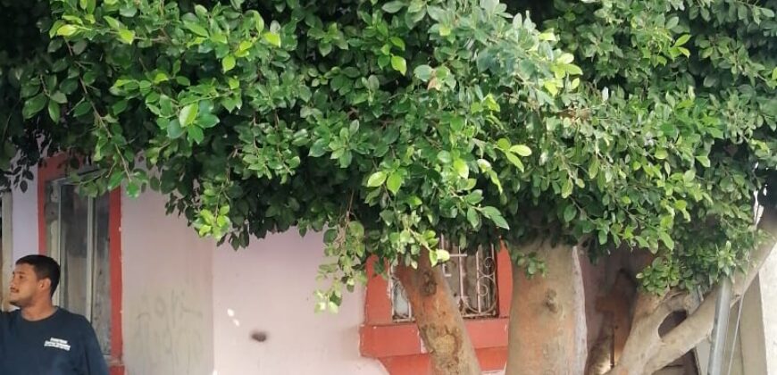 FRACCIONAMIENTO VILLA RESIDENCIAL DEL BOSQUE PRIVADA DEL OLMO UNIDAD 20