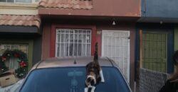 FRACCIONAMIENTO URB QUINTA DEL CEDRO PRIVADA GUAYACAN UNIDAD 12