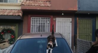 FRACCIONAMIENTO URB QUINTA DEL CEDRO PRIVADA GUAYACAN UNIDAD 12