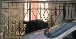 FRACCIONAMIENTO VILLA RESIDENCIAL DEL BOSQUE PRIVADA DE LOS PINARES UNIDAD 78