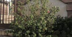 FRACCIONAMIENTO VILLA RESIDENCIAL DEL BOSQUE PRIVADA DE LAS ROSAS UNIDAD 8